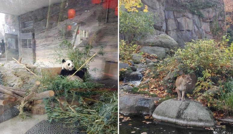 zoo